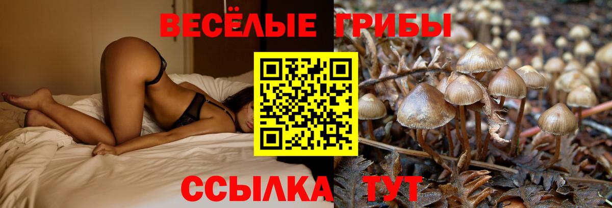 Галлюциногенные грибы Psilocybine cubensis Заволжье